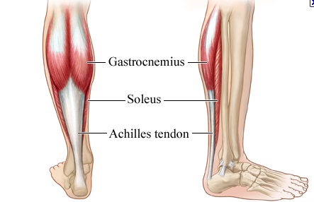 Calf muscles gastrocnemius and soleus and Achilles tendon